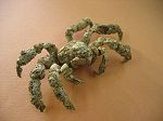 Crabe Camposcia retusa 50